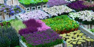 Marché aux fleurs