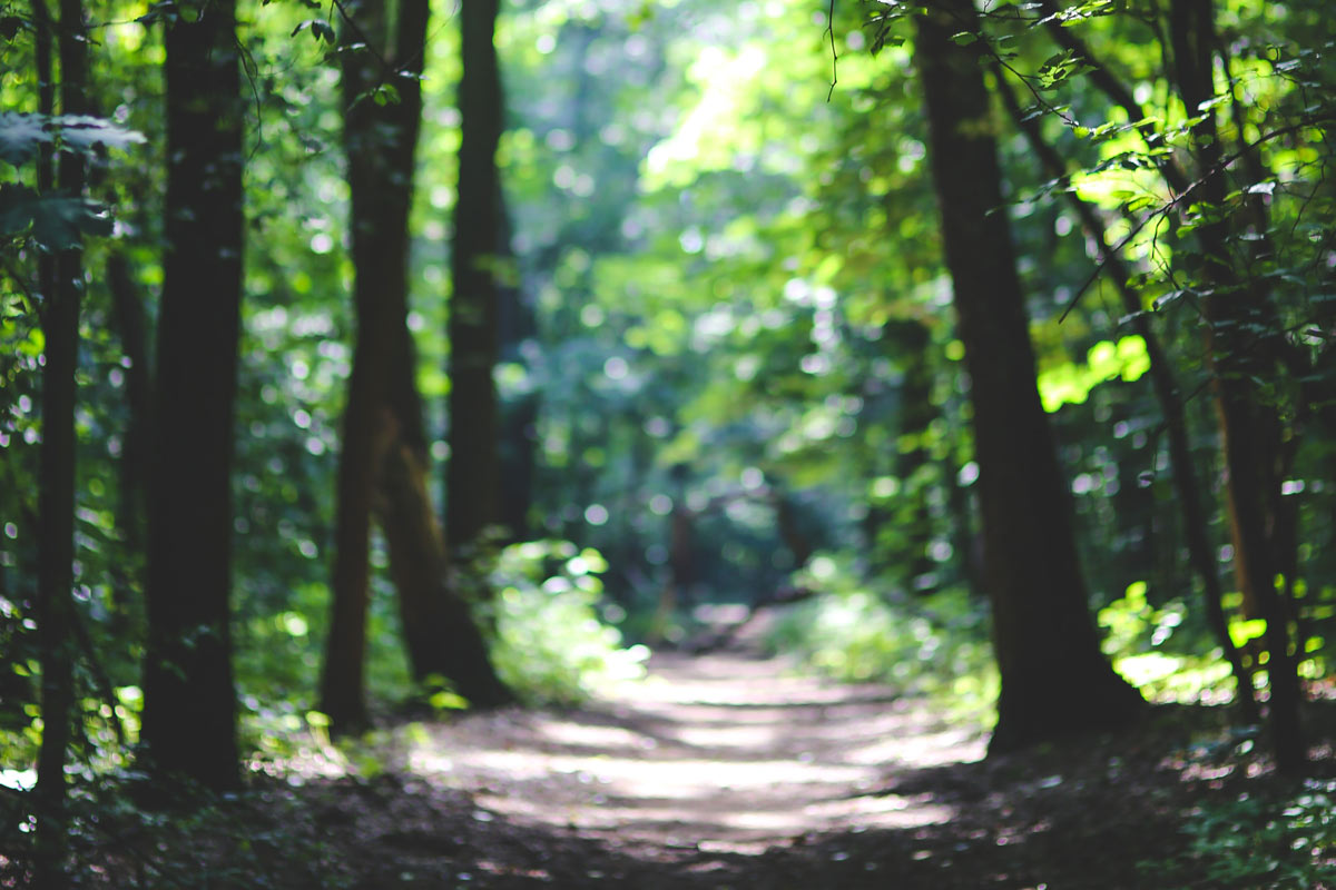 Interdiction d’accès aux parcs, jardins publics, forêts,plans d’eau, aires de jeux et terrain de sport