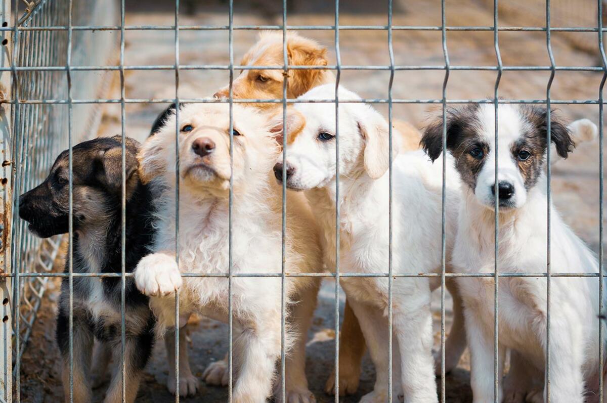 Communauté d'Agglomération du Grand Verdun » Adoptions d