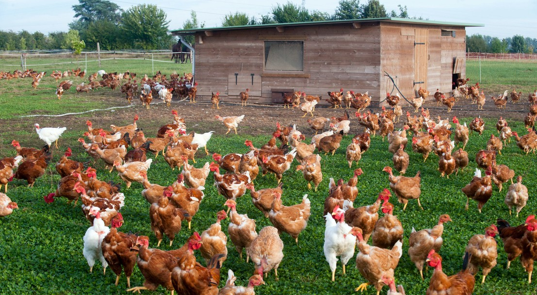 Évolution européenne de l’Influenza aviaire hautement pathogène