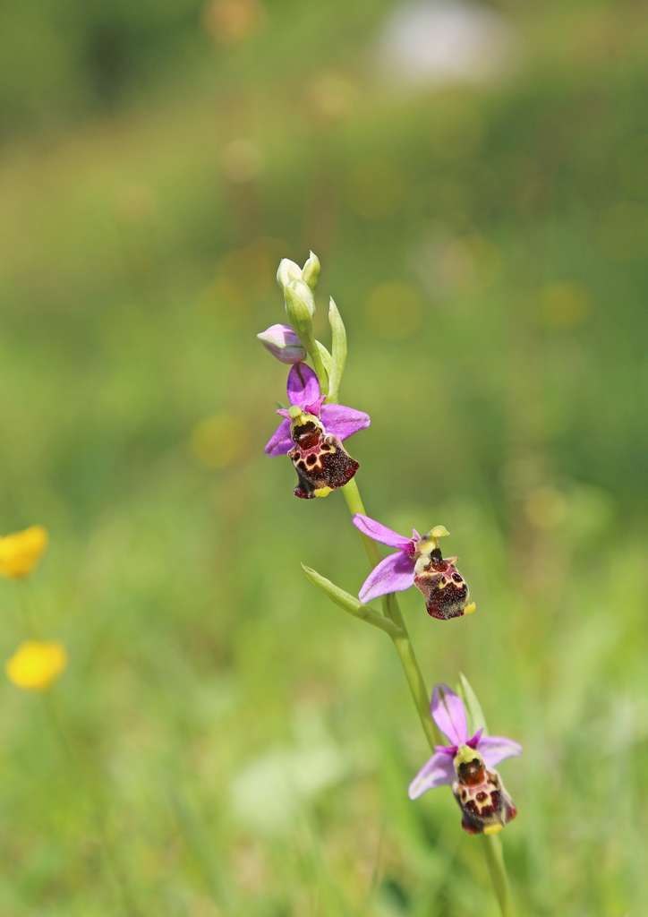Safari orchidées