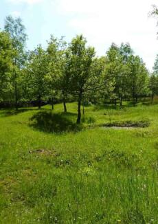 La forêt de Verdun – passé, présent et futur