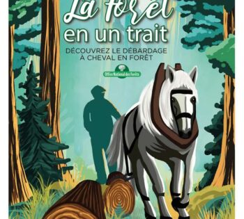 La Forêt en un trait